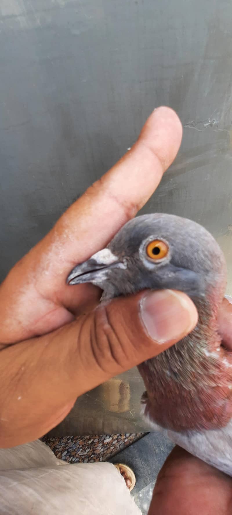pigeon 6