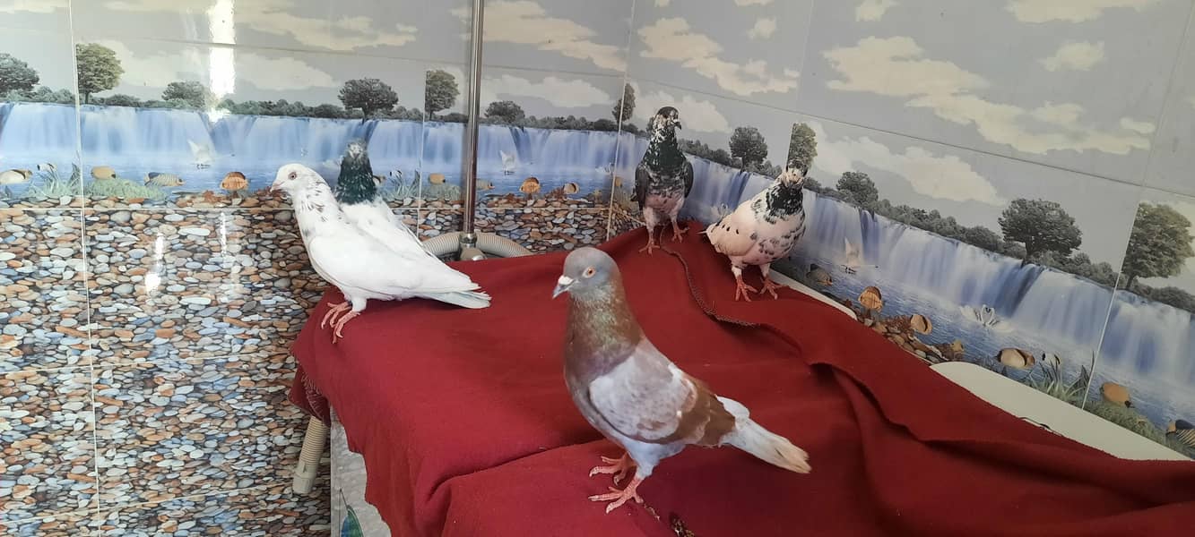 pigeon 7