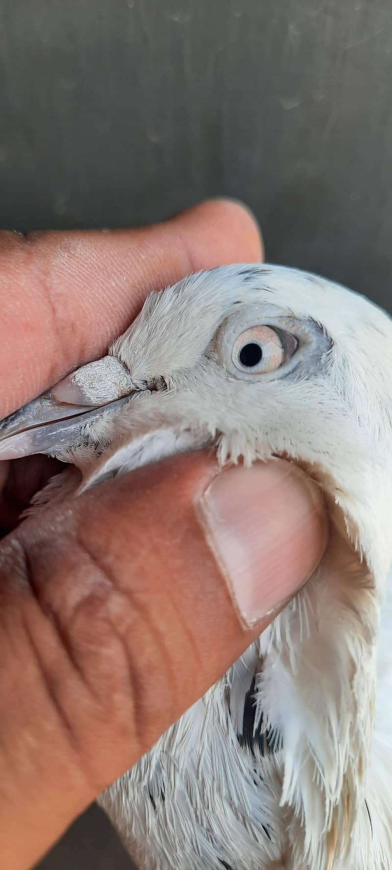 pigeon 8