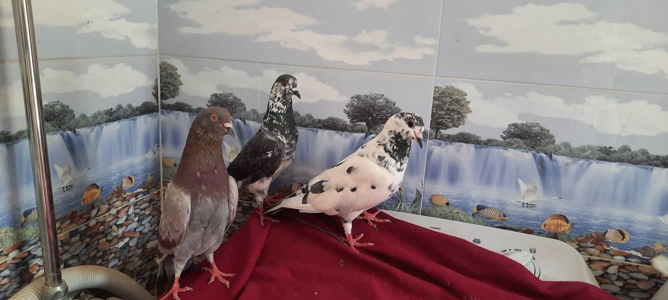 pigeon 9