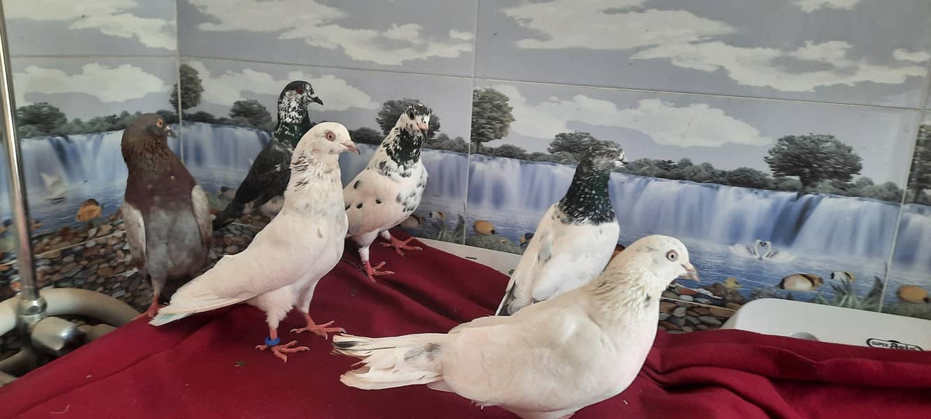 pigeon 10