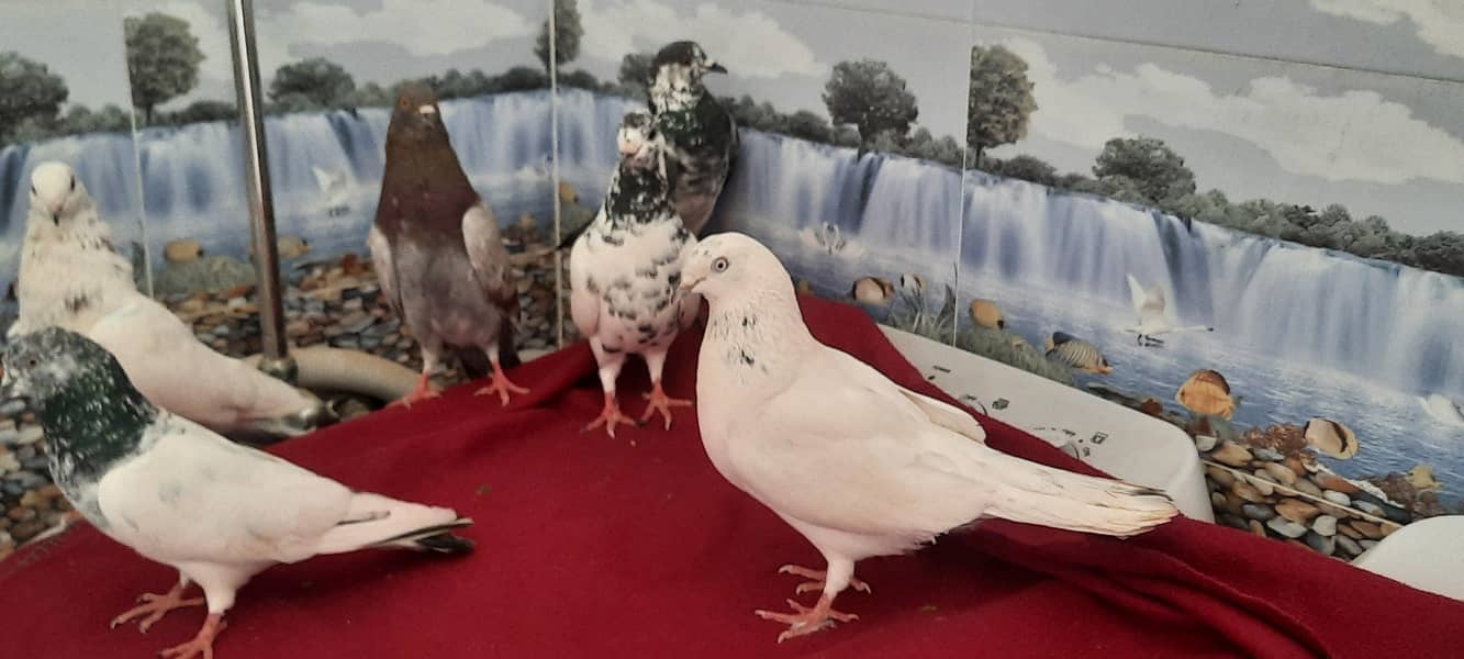pigeon 11