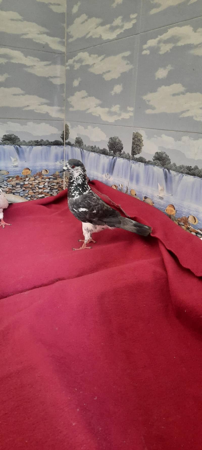 pigeon 12