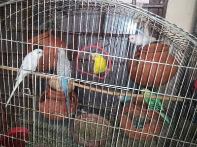 Australian parrots for sale.