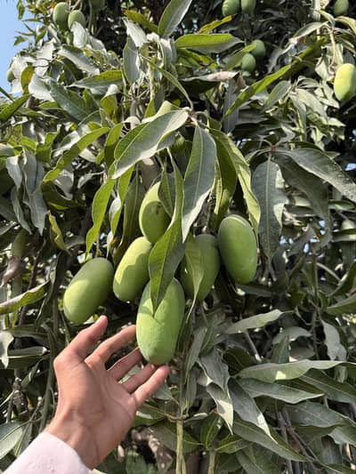 dusehrii 12kg