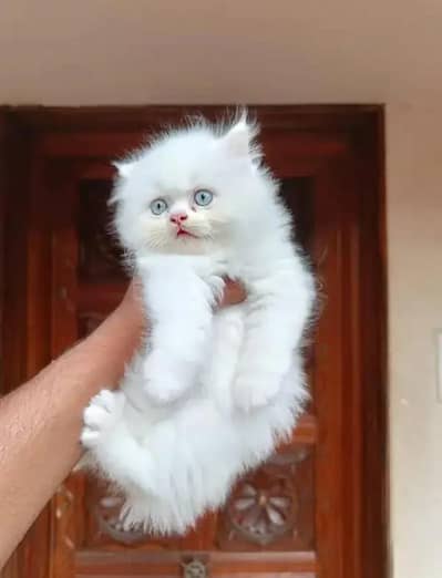 Persian cat for my sale my Watsap Number 0324*3829803