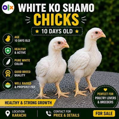 White Ko Shamo Chicks – 10 Days Old | Healthy & Active