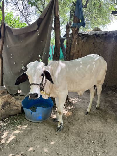 Cow for sale