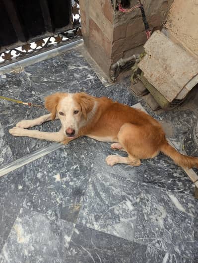 golden retriever