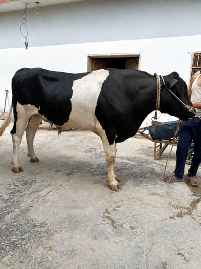 Breeder HF Bull