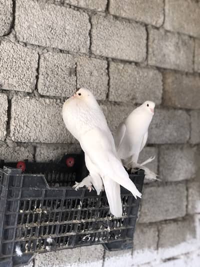 Fancy pigeons