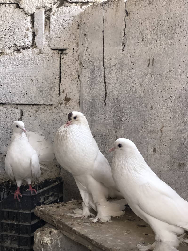 Fancy pigeons 1
