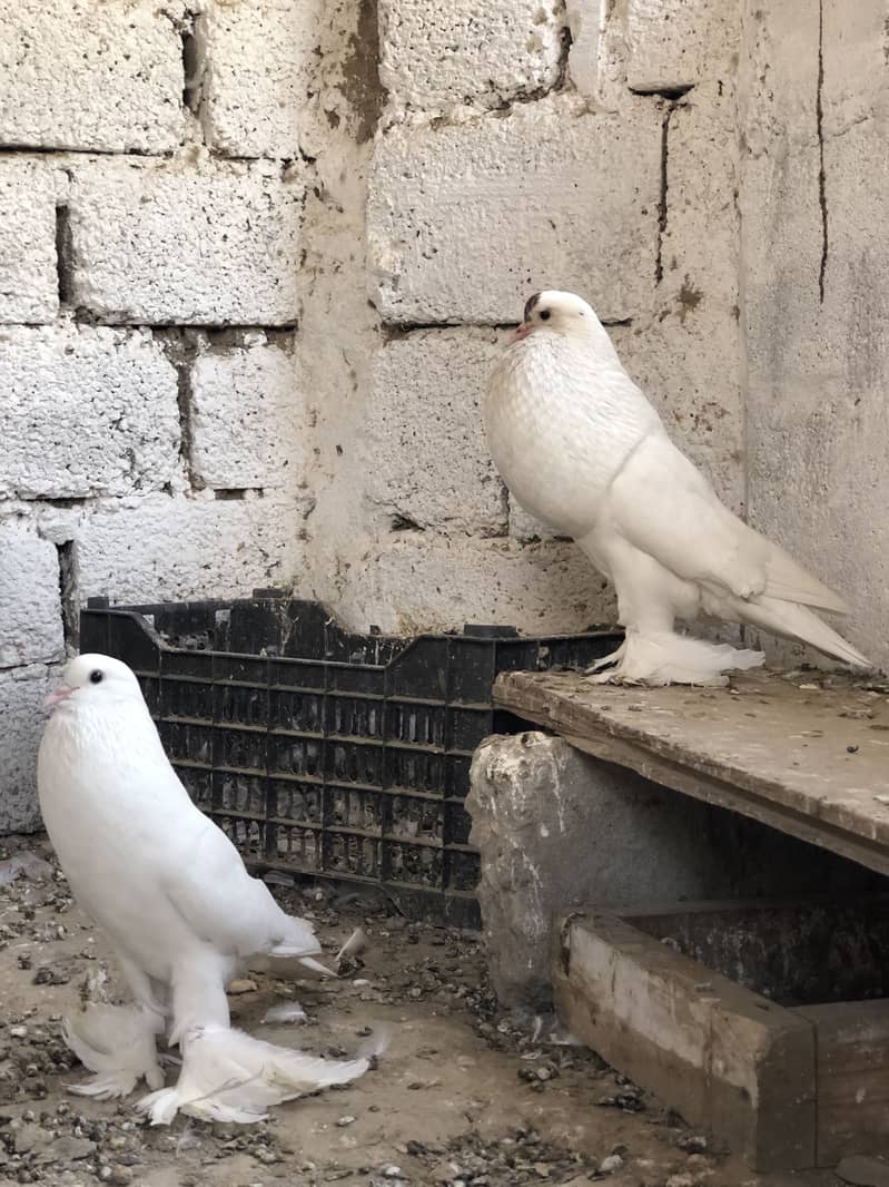 Fancy pigeons 2