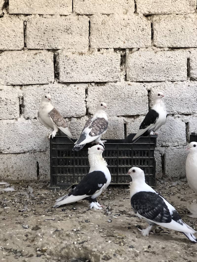 Fancy pigeons 3