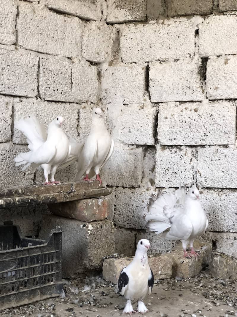 Fancy pigeons 4