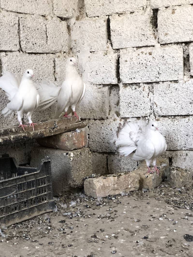 Fancy pigeons 5