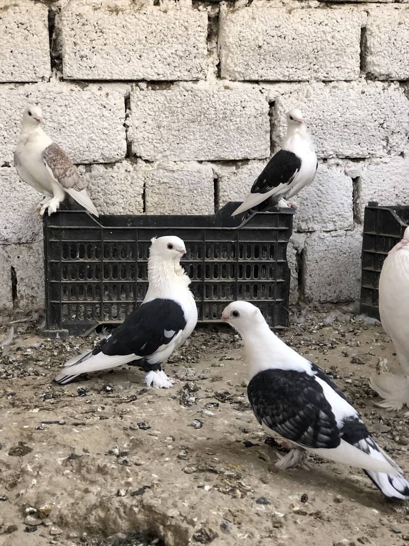 Fancy pigeons 7
