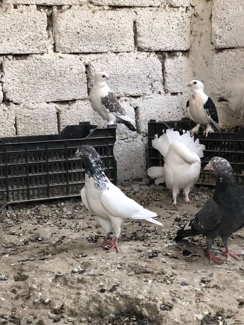 Fancy pigeons 8