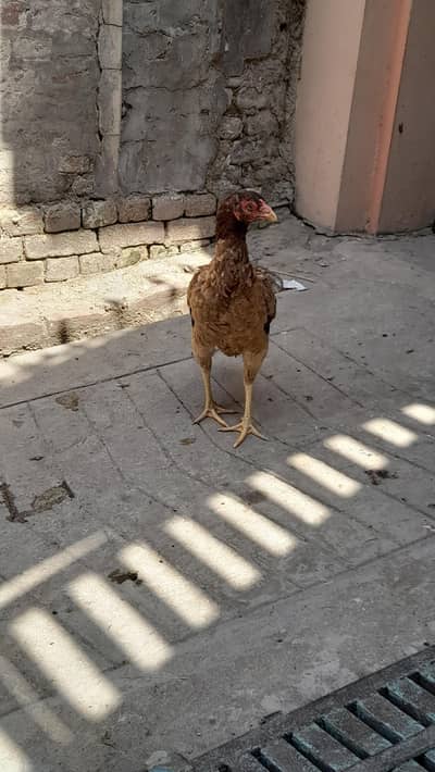 Aseel Hen