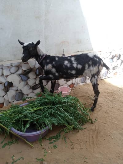 taddy bakri