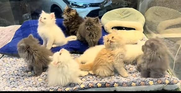 Persian | kittens | Cats | Billi | Kitty |  WA 0348 | 0290 | 146:⁠-⁠|