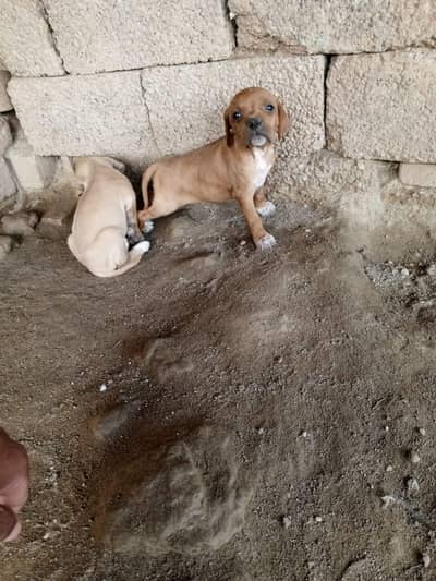 pointer dog for sale