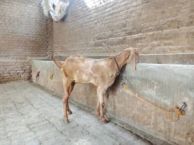beautiful Goat for sale