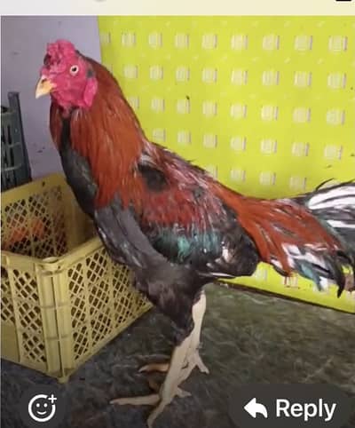 Asli Aseel Murgh Sale