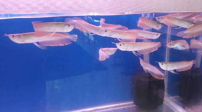 fishes 0