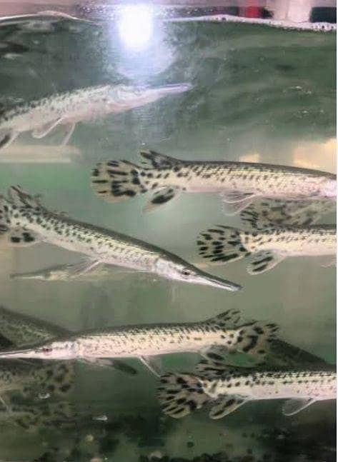 fishes 1