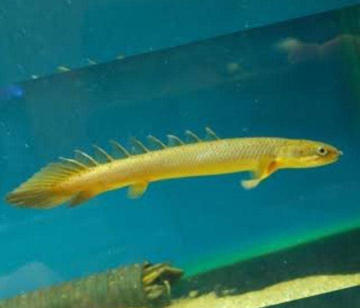 fishes 2