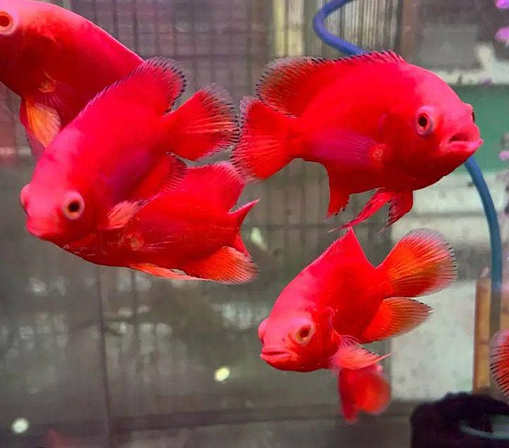 fishes 4