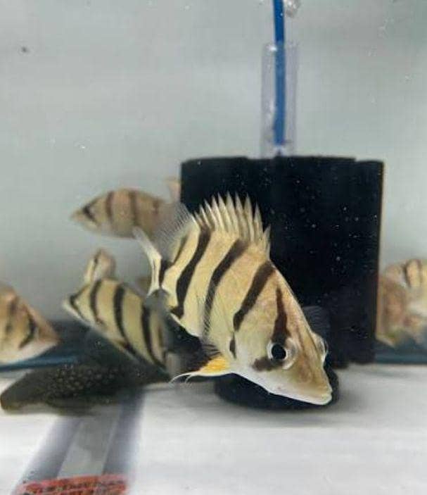 fishes 5