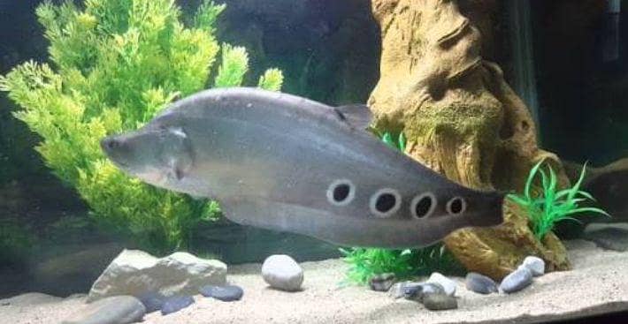 fishes 7