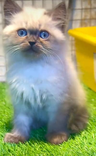 Persian | kittens | Cats | Billi | Kitty |  WA 0348 | 0290 | 146:⁠^⁠)