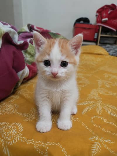 Iam selling Persians cats babies Its very beautiful 