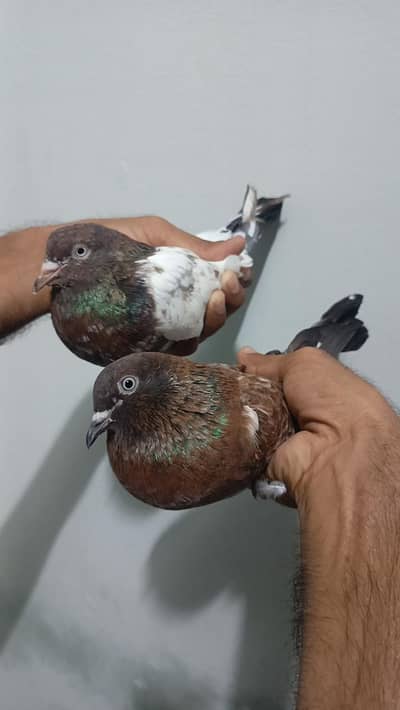 Shok k Kabuter for sale