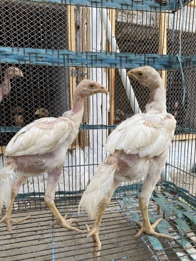 Aseel Heera Eagle face for sale