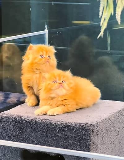 Persian | kittens | Cats | Billi | Kitty |  WA 0348 | 0290 | 146