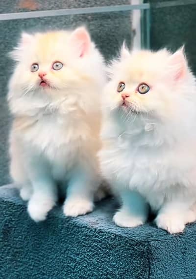 Persian | kittens | Cats | Billi | Kitty |  WA 0348 | 0290 | 146