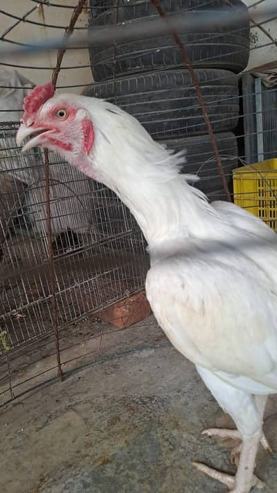 white heera top quality males for sale