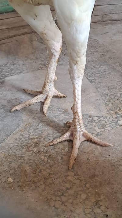 white heera top quality Pair for sale