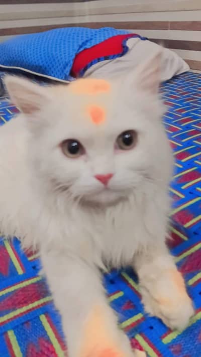 Persian cat
