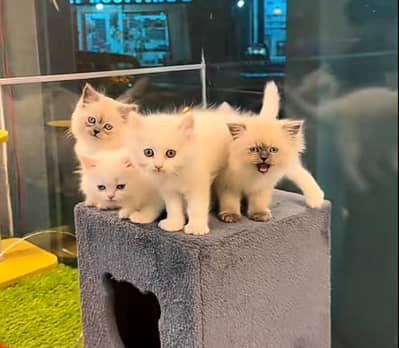 Persian | kittens | Cats | Billi | Kitty |  WA 0348 | 0290 | 146