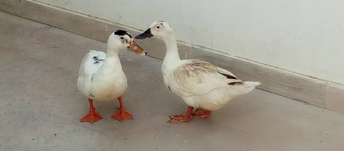 Ducks (male and female) and a healthy rooster for sale