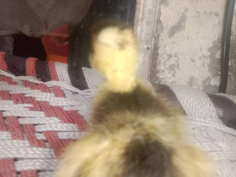 بھائی دیسی ہے 3