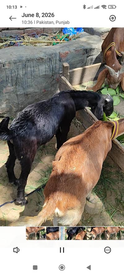 1 bakri sath 1 male bacha