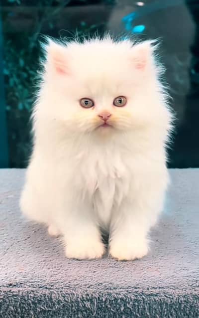 Persian | kittens | Cats | Billi | Kitty |  WA 0348 | 0290 | 146