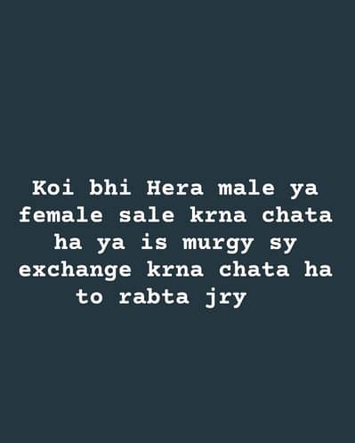 Aseel Hera chicks ya Aseel Hera murga