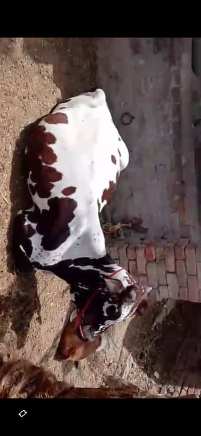 Selling Beautiful Bull